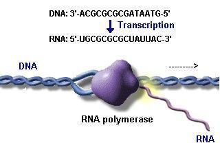 Trascrizione Da una porzione specifica del DNA (CISTRONE) in direzione 5 3 Corrisponde uno specifico mrna complementare 3 5 L mrna prodotto