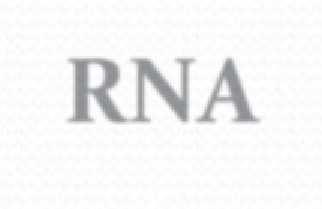 ri RNA: