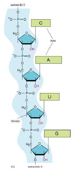 RNA esiste nella forma di catena