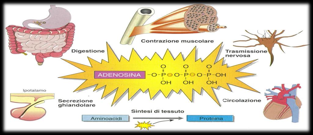 BASI FISIOLOGICHE DELLA CONTRAZIONE MUSCOLARE L ATP è