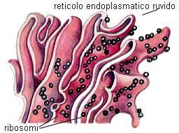 RETICOLO ENDOPLASMATICO RUGOSO RER Il reticolo endoplasmatico RUGOSO è contiguo all involucro nucleare; presenta