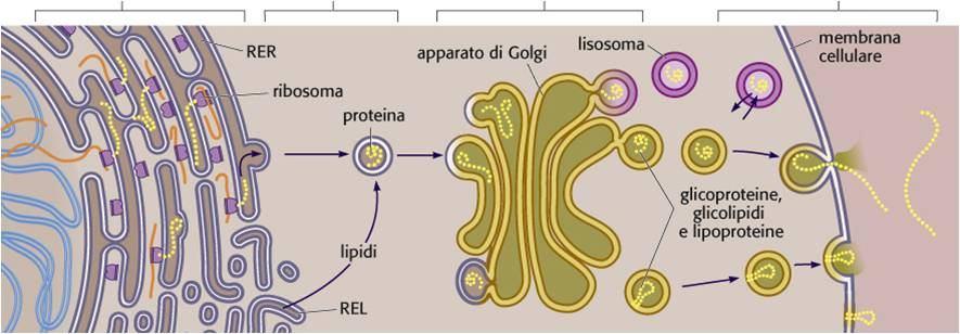 ESPORTAZIONE DI PROTEINE E LIPIDI DAL R.E. Il trasporto di molecole lungo la via secretoria avviene in VESCICOLE DI TRASPORTO, che si originano per gemmazione dalla membrana di un organello (Reticolo