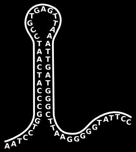 Le sonde geniche Una sonda genica è un filamento singolo di DNA, costruito artificialmente sulla base di una sequenza predefinita di basi.