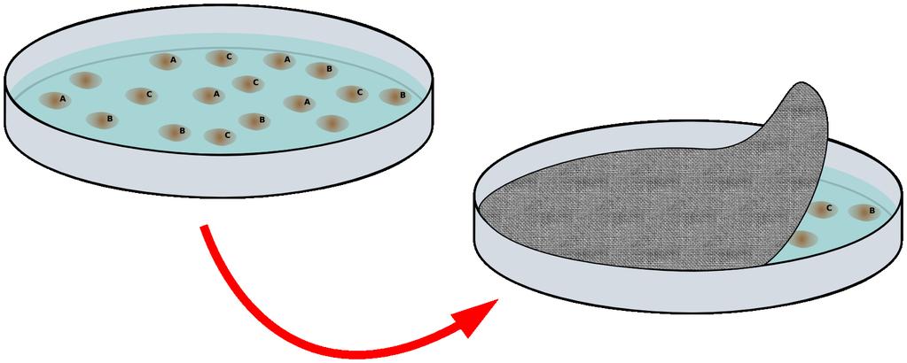 Screening di una genoteca (metodo del colony blot ) I batteri
