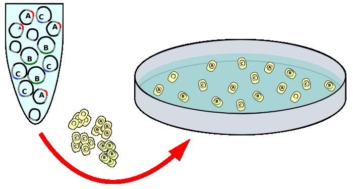 Tutte le cellule di una colonia contengono lo stesso frammento di