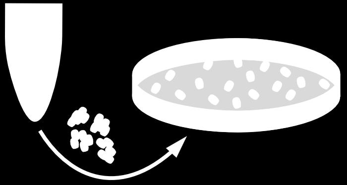 Nella foto, colonie di Escherichia coli, incubate in una capsula