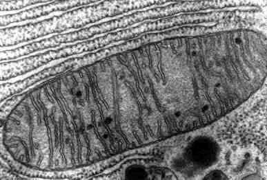 Mitocondri Le centrali energetiche della cellula I mitocondri sono presenti in tutte le cellule eucariotiche, ad eccezione dei globuli rossi dei mammiferi.