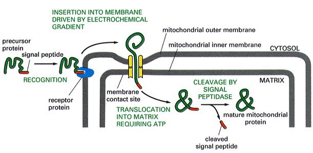 La maggior parte delle proteine mitocondriali sono codificate dal DNA genomico (nucleare).