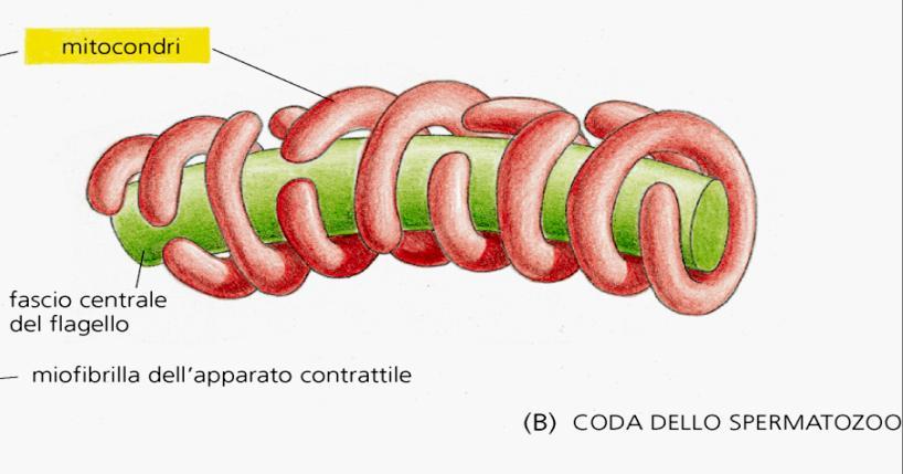 Nelle cellule i mitocondri si concentrano