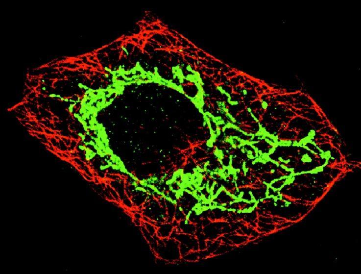 Mitocondri molto allungati in cellule endoteliali Localizzazione perinucleare dei mitocondri in fibroblasti QuickTime e un decompressore TIFF (LZW) sono necessari per