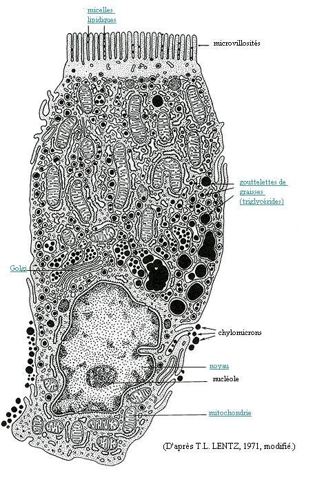 tenue di mammifero: lacunoma di Corti Nell intestino tenue i mitocondri sono distribuiti sia nella parte