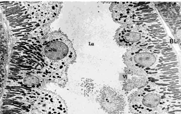 Tutte le cellule dell epitelio hanno la medesima distribuzione dei mitocondri, motivo per cui le zone chiare