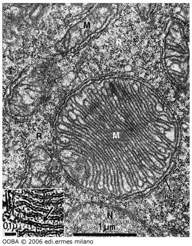 In base alla loro morfologia i mitocondri vengono classificati come: mitocondri