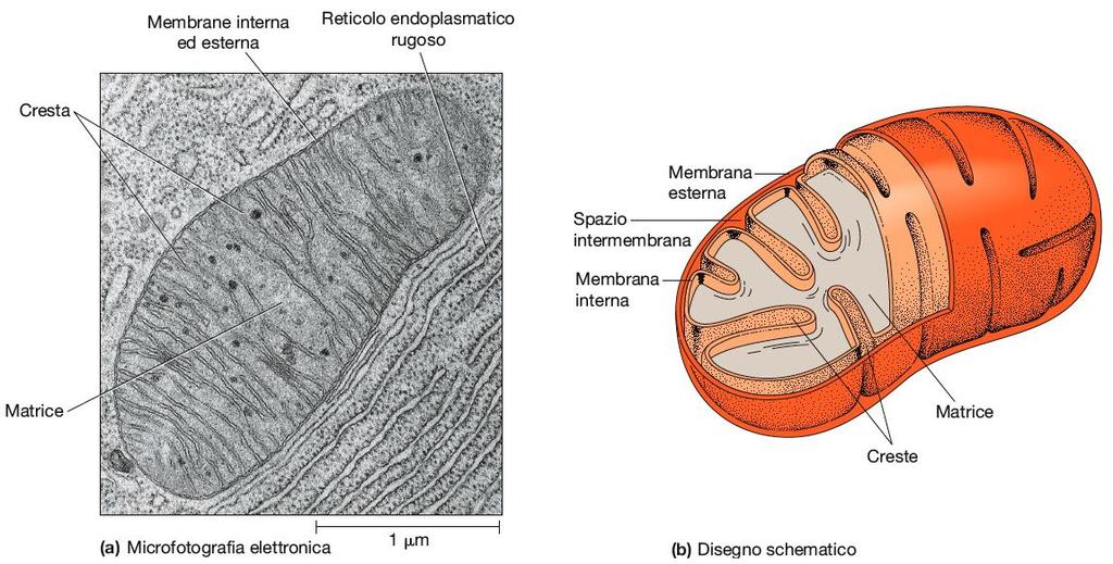 I mitocondri sono rivestiti da una doppia membrana: la membrana mitocondriale esterna la membrana mitocondriale interna che presenta numerose