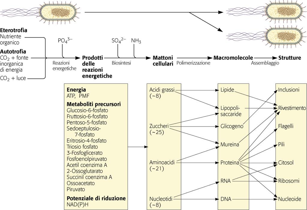 Schaechter et al.