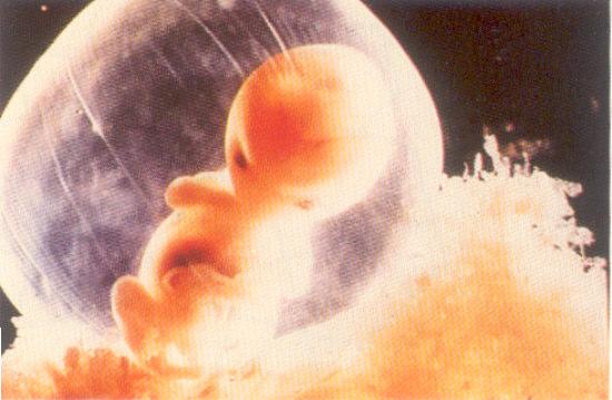 Ciò che collega il feto alla madre è il mondo emotivo materno che si manifesta