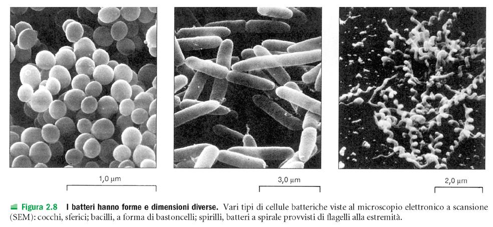 LA CELLULA PROCARIOTICA Cocchi: Gli stafilococchi sono batteri aerobi ospiti abituali della cute, cioè della pelle, e delle mucose (soprattutto nel rinofaringe, cioè nas n genere penetrano nell