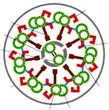 Microtubuli sono alla base della struttura di ciglia e flagelli La disposizione di un microtubolo in un