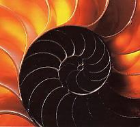 Il fatto che questa spirale crescendo non cambia forma ha fatto sì che fosse adottata dal nautilus nella sua conchiglia.