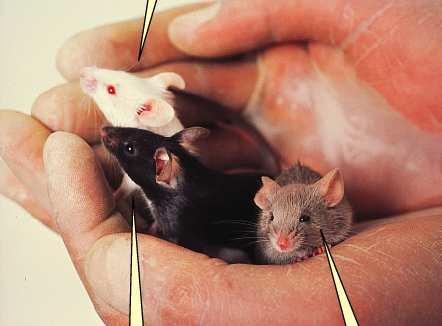 Il topo con il genotipo aa è albino indipendentemente dal genotipo degli altri loci, poiché