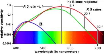 Percezione del colore i coni sono di 3 tipi, sensibili a specifiche lunghezza d onda della luce l acutezza del blu è la più bassa (3-4% della fovea è occupata