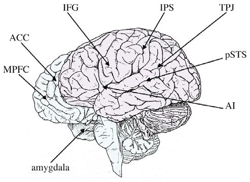 Solco Intra-Parietale (IPS) Giunzione Temporo-Parietale (TPJ) Solco Temporale Superiore parte posteriore (psts) Che cosa accade quando una o più componenti di questi circuiti neurali vengono