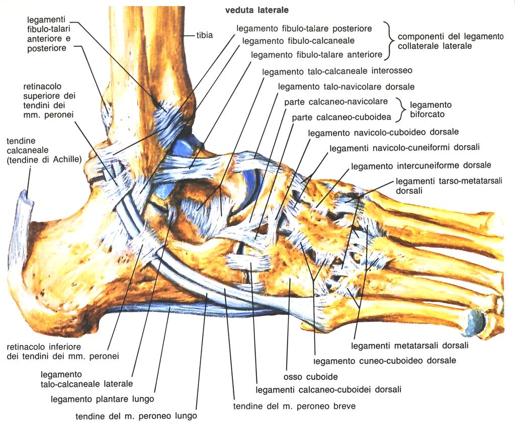 Figura 2.2: Veduta laterale di una caviglia destra I muscoli della gamba sono rivestiti dalla Fascia Crurale, fascia comune superficiale dell arto inferiore.