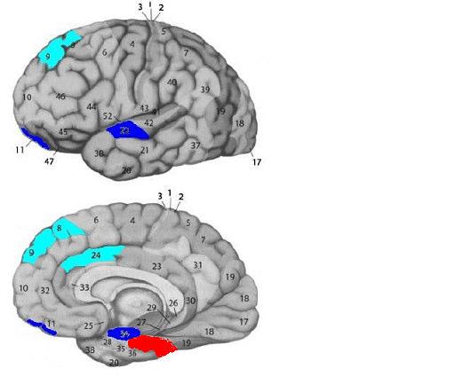 Social Brain (Mundy et al.