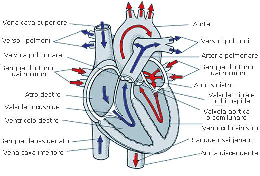 Anatomia del cuore Il cuore umano è diviso in due parti, destra e sinistra, ognuna a sua volta suddivisa in due cavità, un atrio (parte superiore) e un ventricolo (parte inferiore), che regolano il