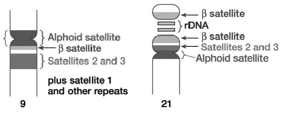 Satelliti [da 100 kb a 1 Mb] Spesso i