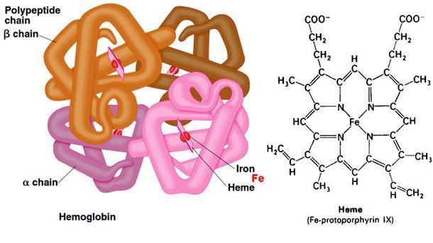 L emoglobina è un complesso di quattro catene polipeptidiche (globine), ognuna delle quali contiene un gruppo eme (complesso ferro-porfinina) che le conferisce il colore.