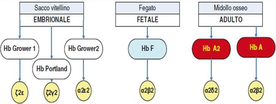 L HbF è più adatta al trasporto dell ossigeno dalla placenta al feto, l HbA è più adatta per il trasporto dell ossigeno dai polmoni agli organi periferici, per cui alla nascita l HbF