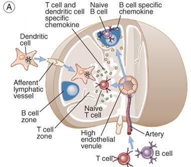 germinativi Maturazione dell affinità