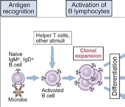 Attivazione dei linfociti B