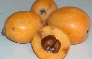 invernale Falso frutto drupiforme