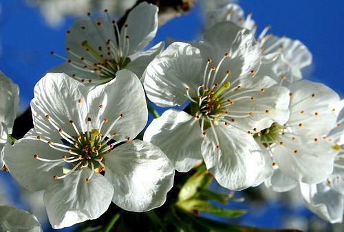 Prunus avium ciliegio,