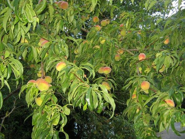 Il pesco è un albero di modeste dimensioni, infatti, allo stato naturale raggiunge i 4-5m