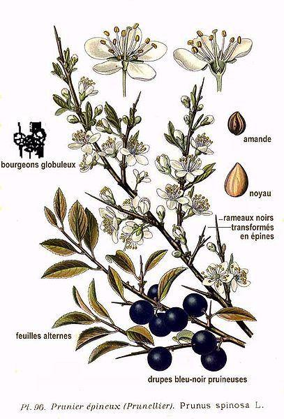 Il prugnolo (Prunus spinosa) è un arbusto o alberello con