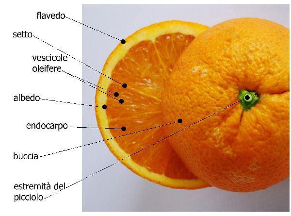 Grande importanza economica hanno molte rutacee a frutto carnoso del genere Citrus Originarie dell Asia meridionale e