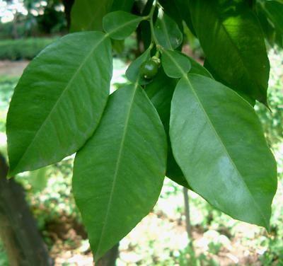 C. aurantium arancio amaro Picciolo alato Buccia del