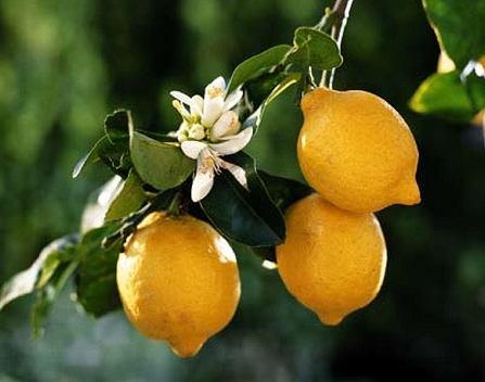 Citrus limon limone Specie