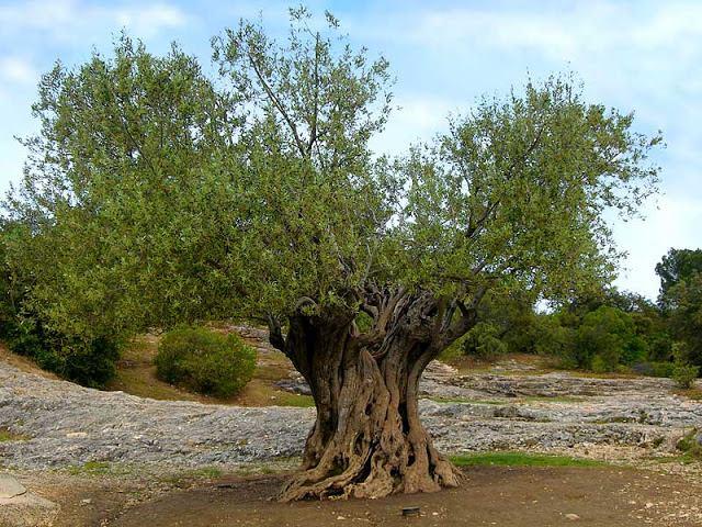 Olea europaea (olivo ) albero sempreverde coltivato da millenni in