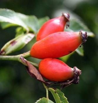 Frutto achenio (di solito) o drupeola Spesso si formano falsi frutti Il gen.