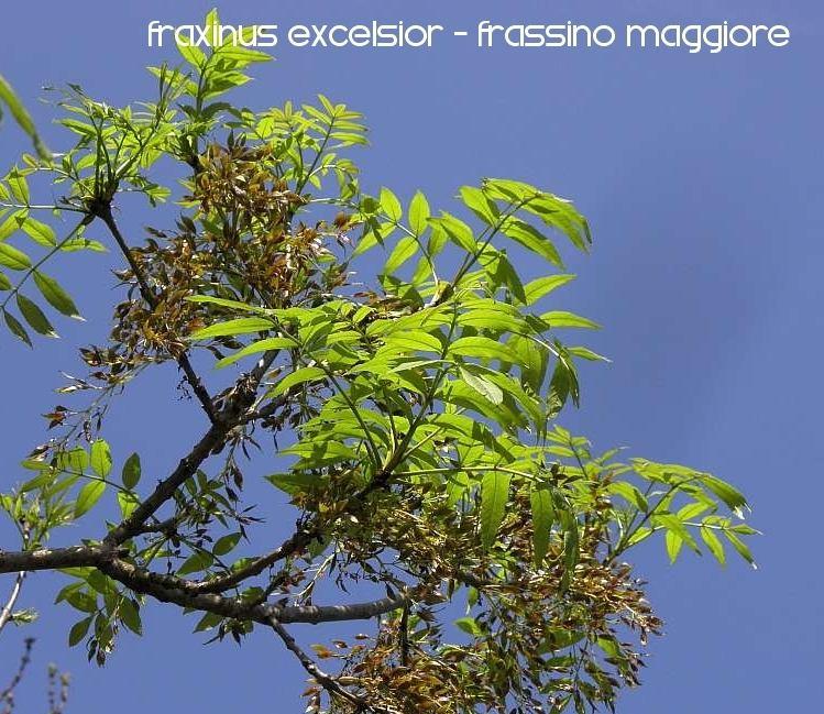 samare frassino maggiore(f. excelsior) è una delle latifoglie nobili dei boschi mesofili L orniello (F.