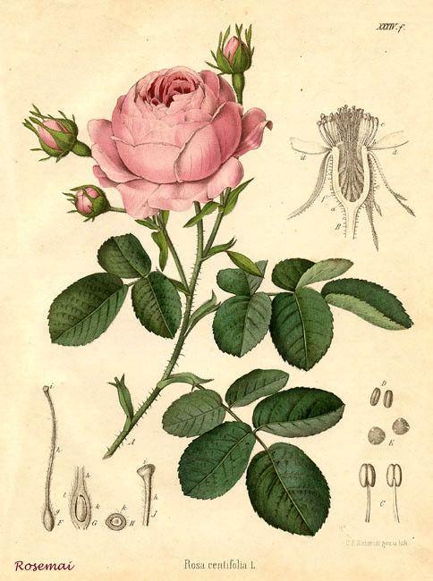 Le rose attualmente coltivate sono ibridi complessi Incroci tra rose spontanee europee con specie provenienti dall'asia