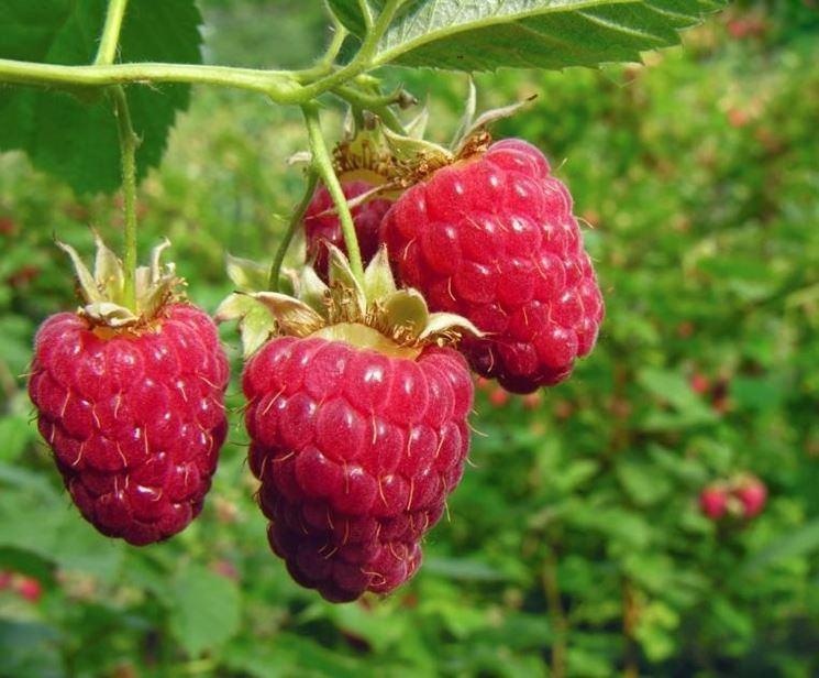 diviene subconico, succoso e rosso (la fragola utilizzata come frutto è in effetti un falso frutto); le fragole