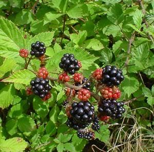 Rubus appartengono altre rosoidee spontanee con gineceo pluricarpellare apocarpico simile a quello della fragola, da cui