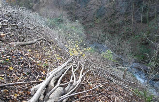 forestale Wald Verzasca che ha eseguito il lavoro di