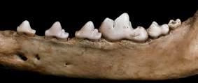6 Mandibola di onnivoro (suino), con dentizione che mostra un disegno cuspidale, in particolare ai molari, più pianeggiante rispetto al carnivoro 6.