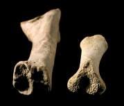 Umano o non umano? 131 Le ossa dei grandi mammiferi tuttavia sono più dense e risultano più pesanti rispetto alle ossa umane della stessa grandezza.